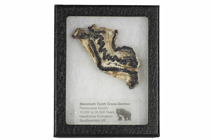 Mammoth Molar Slice With Case - South Carolina #106424